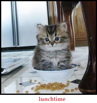 kitten linchtime